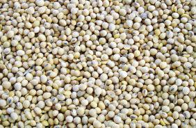 Sojabönor, majs, bomull och raps är de GMO-grödor som odlas mest i världen. Andra grödor på frammarsch är ris, sockerbeta och potatis. modifierade organismer (EG 1829/2003, EG 1830/2003).