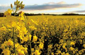 Ansökan skickas till EFSA (European Food Safety Authorithy), som gör en säkerhetsbedömning och avger ett yttrande till kommissionen inom sex månader.