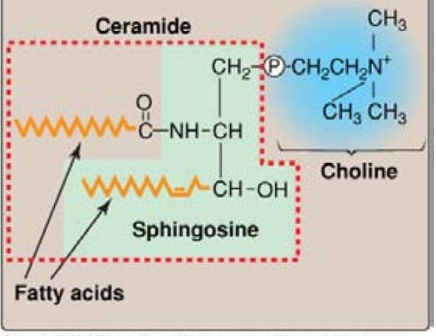 Cardiolipin: Två fosfatidsyror (DAG-P) som bundna via en esterbindning till glycerol.