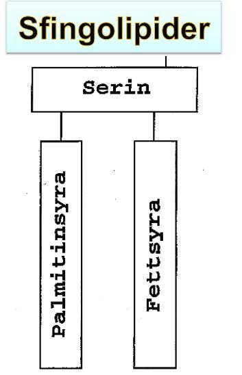 Sfingolipider innefattar: Sfingosin, Ceramid & Sfingofosfolipid Sfingosin Ceramid Sfingomyelin - ex.