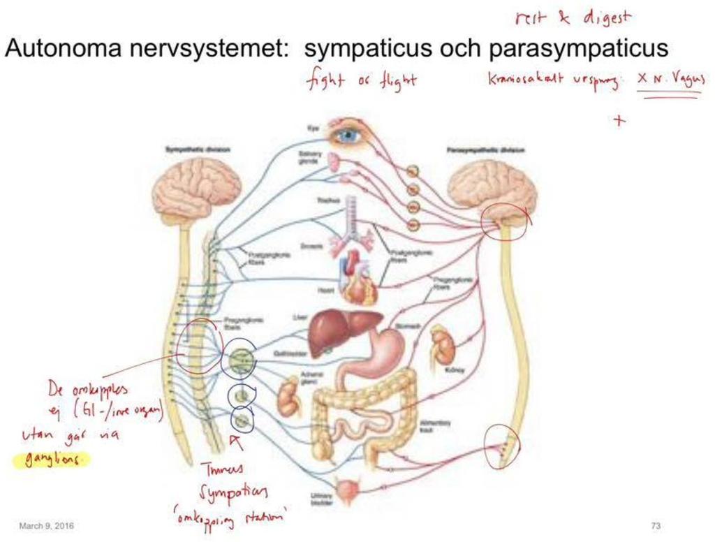 Analyserna kan göras bl a spektrofotometriskt där man mäter absorbansen och på så sätt kan utläsa olika koncentrationer av substrat, enzym och produkt under reaktionens gång.