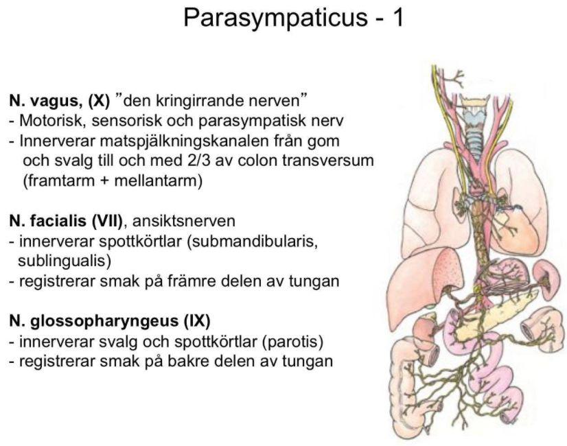 Autonoma nervsystemet Sympatiska nervsystemet (fight or flight) - Har sitt ursprung i thorakal ryggmärg - Nervtrådar kopplar om i