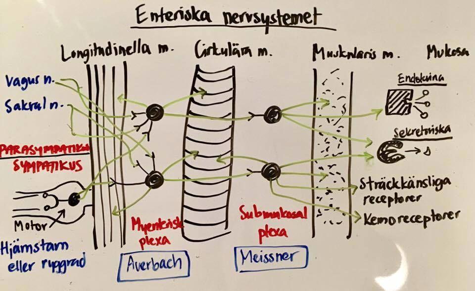 frisätter adrenalin från binjuremärgen Parasympatiska nervsystemet (rest and digest) - Ursprung i hjärnstam (kranialnerver) och sakral