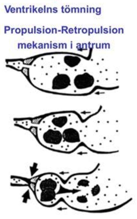 3) Propulsion/retropulsion: tömning av ventrikeln Receptiva dilatation: När vi har svalt (sväljningsreflexen) relaxerar ventrikeln detta genom att rugae vecklas ut och trycket i magen ökar inte trots