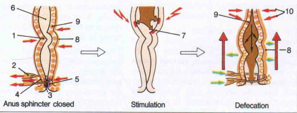 1. Fyllning av ampulla recti 2. Reflexer ger en relaxation av: musculus sfinkter ani Internus 3. Reflexer ger även kontraktion av: Muskulös sfinkter ani externus. Resultat: toanödig!