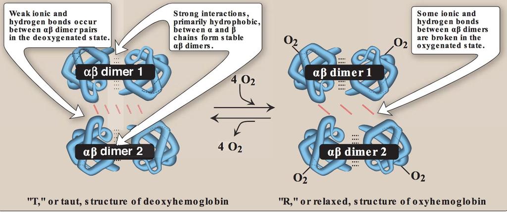 Förklara hur hemoglobin kan fungera som buffert, samt kunna förklara begreppen kooperativitet (O2) och allosteri (H+, CO2, 2,3-BPG).