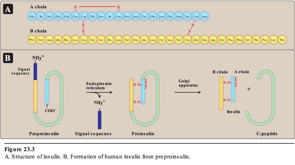 Olika typer av posttranslatoriska protein- och peptidmodifieringar (t.ex.