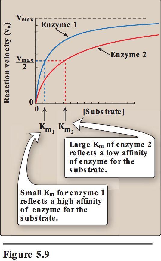Definiera och förstå den funktionella betydelsen av begreppen kovalent modifiering (reversibel [ex. fosforylering och defosforylering] och irreversibel) och alloster enzymreglering (ex.