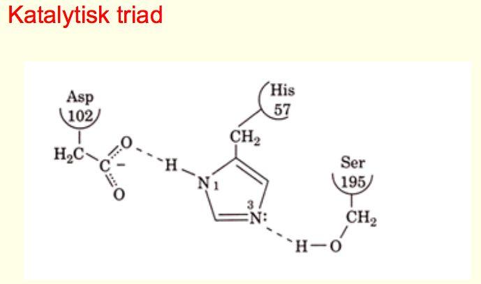 På dess aktiva yta finns aminosyrorna asparat, histidin & serin. Dessa attackerar polypeptiden på olika sätt när den binder till enzymet och klyver peptidbindningar. Serin har ex.