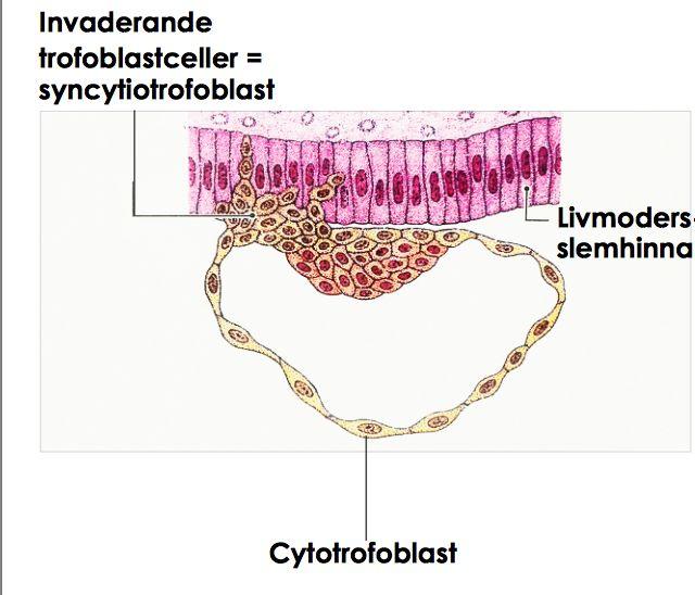 embryoblast ): - bildar embryot - pluripotenta stamceller Trofoblast: (allt som inte blir embryo) -