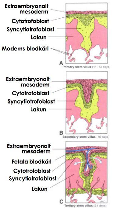 Blastocystens implantation i livmoderväggen Dag 6: Kontakt med livmoderslemhinnan stimulerar