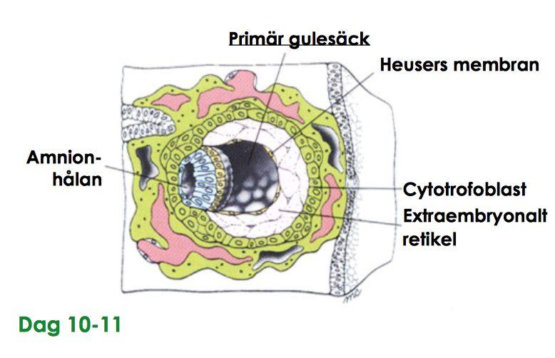 livmoderslemhinnan/endomentriet (bildning av placentan) - Cytotrofoblast: omger blastocysthålan hcg