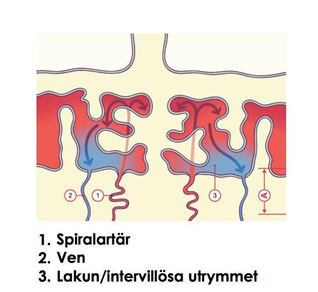 Andra fosterveckan Det tidiga embryots olika celltyper: inre cellmassa, cytotrofoblaster och