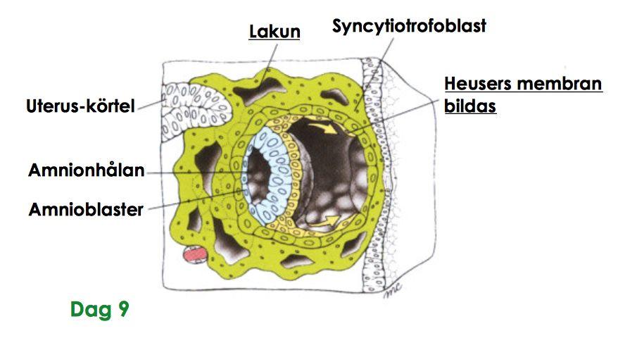 Cytotrofoblaster: Omger blastocysthålan Syncytiotrofoblaster: Invaderar livmoderslemhinnan och bildar