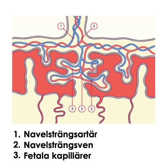 som fylls med mammans blod för att kunna syresätta embryot.