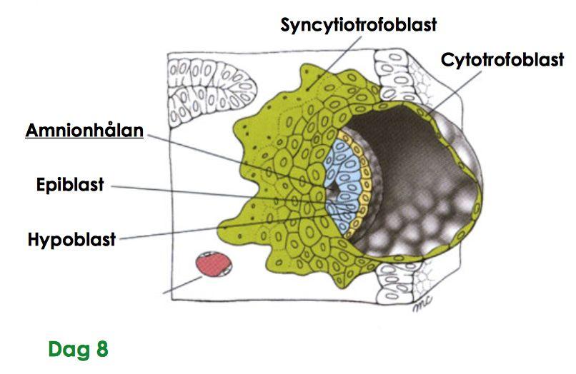 Bildandet av två groddblad (epiblaster och hypoblaster) Två grodd bladen = endoderm och ektoderm Inre cellmassan hypoblast och