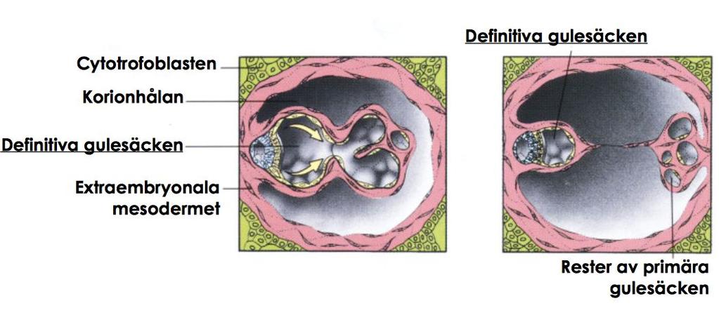 chorion) Dag 8: Amnionhålan bildas ur epiblasten, här växer sedan embryot. Blastocysthålan primär gulesäck (dag 10-11) m.