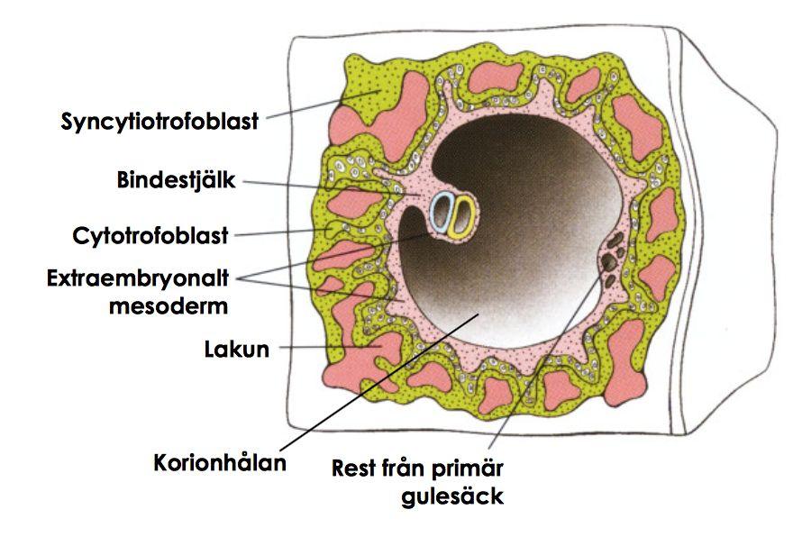 Dag 12-13 snörps sedan den av och den definitiva gulesäcken bildas.