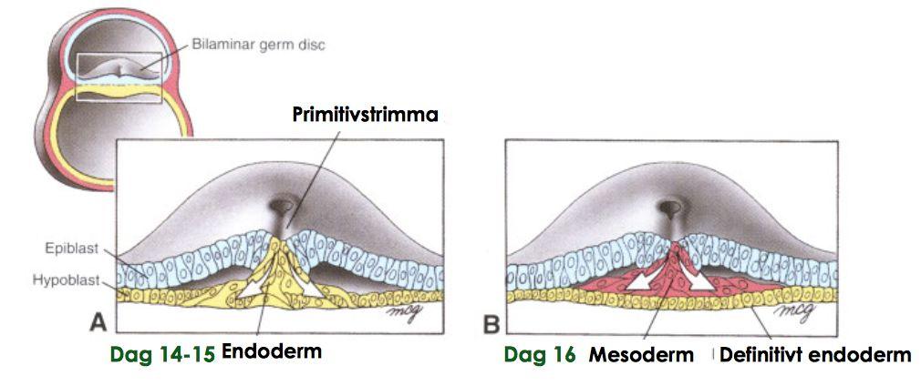 Primitivstrimman: långsträckt förtjockning på epiblastytan Bildandet av de tre groddbladen (endoderm, mesoderm, ektoderm) Epiblasterna som vandrar ned genom primitivknottran och primitivstrimman