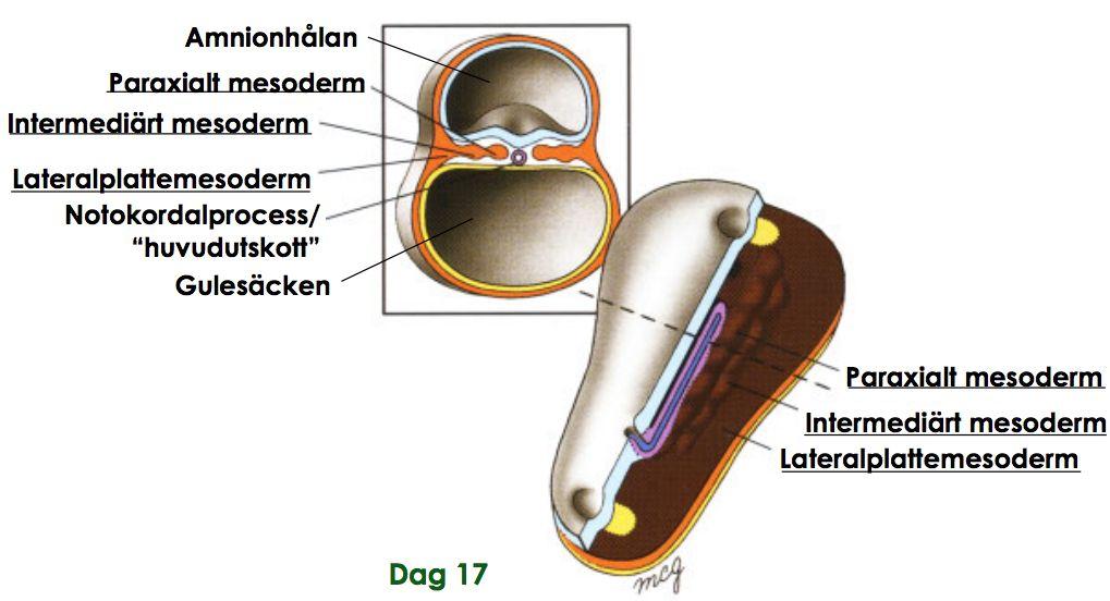 Endodermet blir till definitivt endoderm.