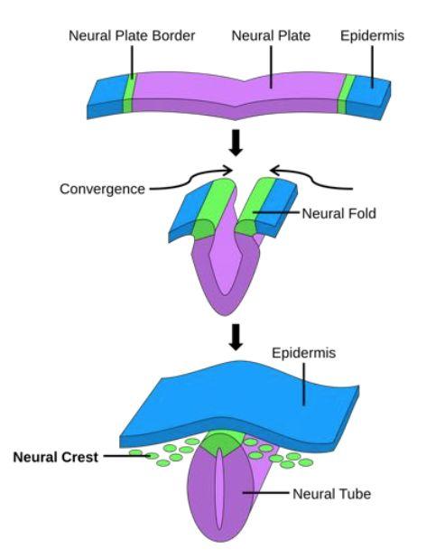 Caudal Neuralplattan veckas och sluts sedan enligt ovan bilder genom att ektodermet trycker på från sidorna (både på ett median plan och horisontellt plan).