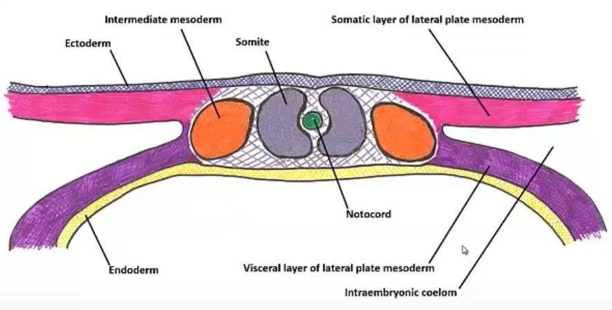 Anläggning av organ - Lite repetition (Alla organ har anlagts efter ca 2 mån, sedan växer de till och mognar) Mesodermet Paraxialt mesoderm: Somiter: ben, muskler Intermediärt mesoderm: Njurar, inre