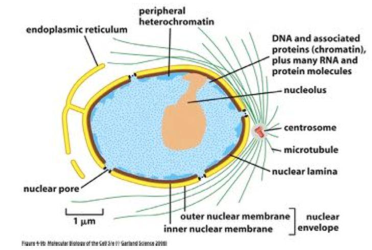 Mitokondrien Dubbelmembran ATP produktion (ETC) Endoplasmatiska retiklet (ER) Enkelmembran Translation, veckning och modifiering av protein Golgiaapparaten Enkelmembran Modifiering och sortering av