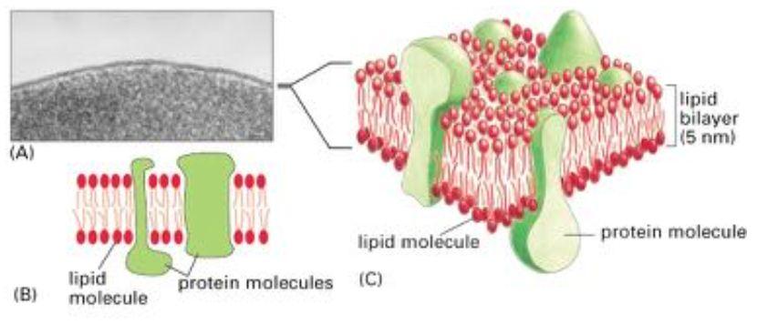 Kärnans uppbyggnad och funktion Uppbyggnad : Kärnporer DNA nukleolen Centrosome Nuclear envelope: membranen Funktion: Replikerar DNA (celldelning) Transkription av RNA (ex vid proteinbildning)