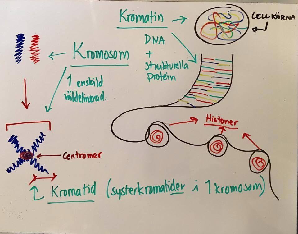 (T) Innehåller den genetiska informationen som vi bär på. Instruktioner på hur vårt protein ska byggas/tillverkas.