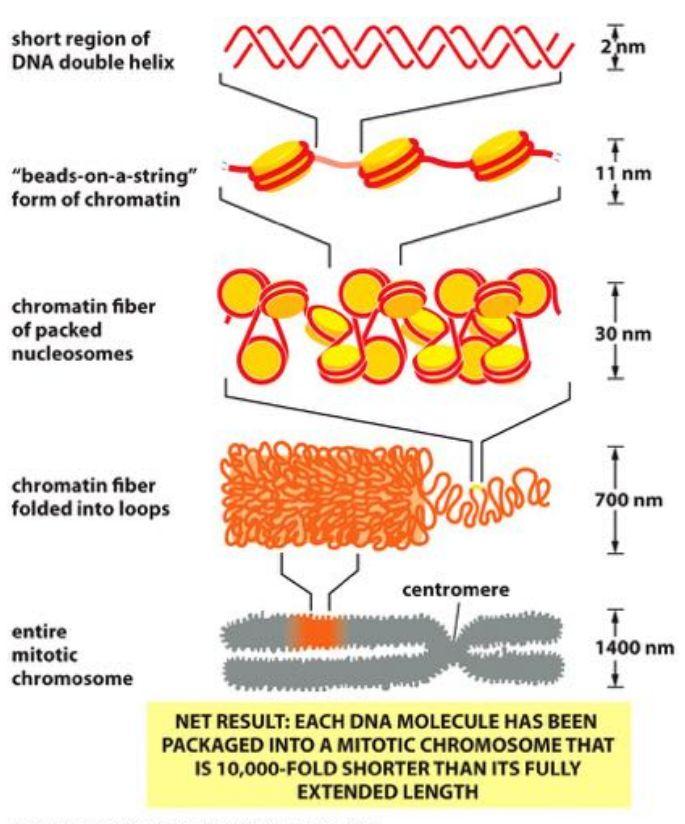 Kromosom: 1 enskild väldefinerad (kondenserad) Kromatin: DNA + strukturella proteiner (histoner) alt.