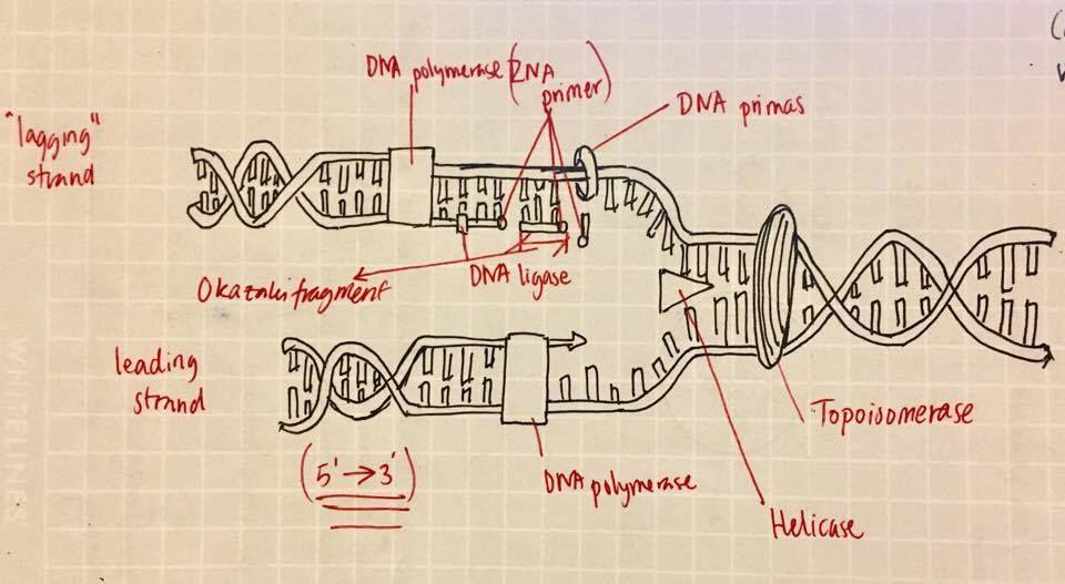 DNA strängarna har 2 ändar: 3 och 5. Replikationen sker endast från 5 3 ändan via DNA-polymeras.