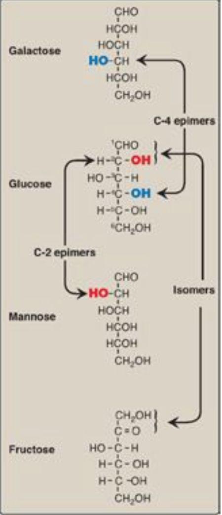 Kolen i socker är numrerade med början på det kol som innehåller karbonylgruppen (aldehyd eller ketogruppen). Asymmetriskt kol = Ett kol bundet till 4 olika atomgrupper.