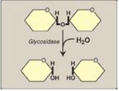 Se bild Epimer = Kolhydratisomerar som endast skiljer sig på en C-atom ex glukos och galaktos. Anomer = Det anomera kolet är det kolet som tidigare var karbonylkolet fast i ringslutning.