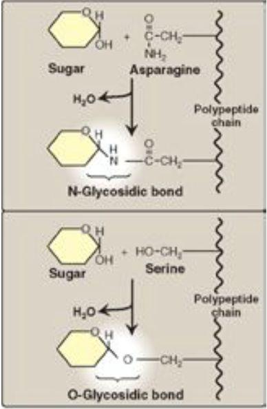 Mha av mutarotation uppstår jämvikt mellan alfa och beta formen. Glykosidbidning = Förenar socker med en alkohol. Bildas mellan tex. två sockermolekyler (alfa 1,4 glykosidbindning).