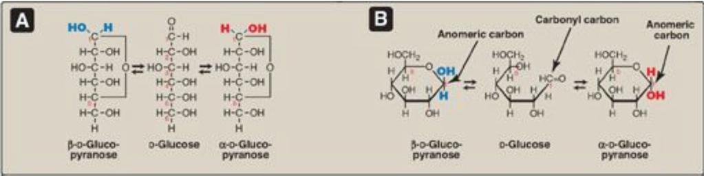 Klyvning av glukosidbindning: Hydrolys: Bindning mellan två sockermolekyler kan klyvas med H2O mha. glukosidaser. Fosforolys: Ex då glukogen bryts ned till glukos 1-P mha glykogenfosforylas.