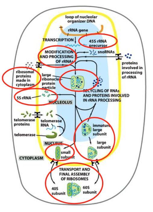 Nukleolen och organisationen av de ribosomala generna. Nukleolen (nukleolus) finns inne i nucleus (cellkärnan).