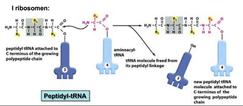 cytoplasman Process: 1. prerna 2. Modifieras och processas (enda processningen som sker är splicing) 3. Liten och stor subenhet bildas 4. Stora subenheten blir helt färdig i nukleus 5.