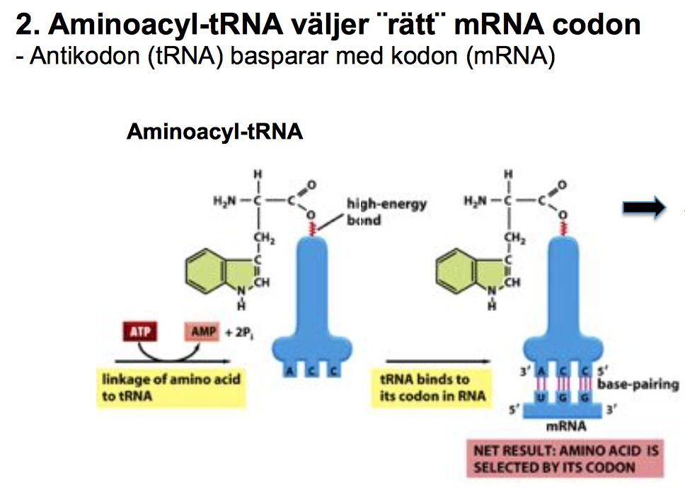 Translation Principen för översättning av nukleotidspråket i mrna till aminosyraspråk i proteiner.