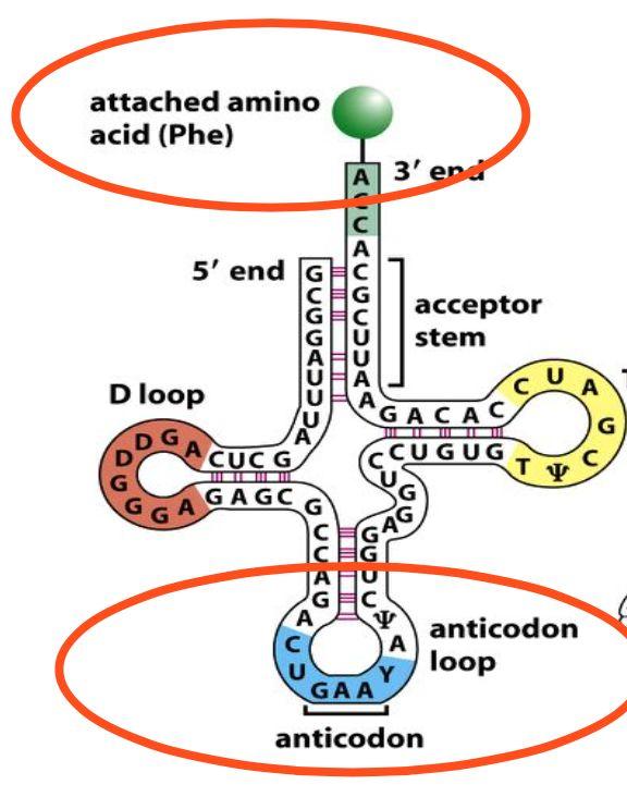 Komponenterna i proteinsyntesen såsom mrna (capstrukturen, initierings-och termineringsdomänen), trna (antikodon-loop, och domän för aminosyrabindning), ribosomen (subenhetstruktur) samt