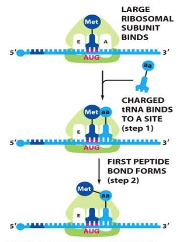 När trna:t bundit in till mrna:t släpper translationsfaktorn och den stora subenheten binder in till mrna:t.