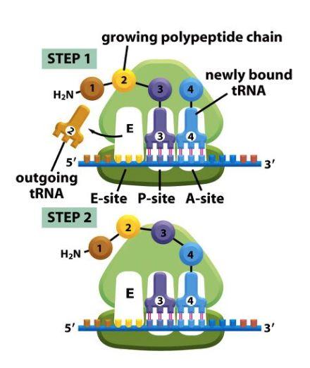 peptidbindningen. Elongering: E-site: exit P-site: peptid A-site: aminoacyl STEP 1: en trna molekyl binder in.