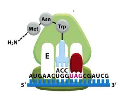 Terminering: UAA, UAG, UGA kan inte baspara med aminoacyl-trna. En release factor som känner ingen stoppkodonet binder till A-site som sedan mha hydrolys får kedjan att lossna.