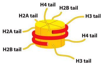 Här sker nedbrytning av proteiner mha proteolys. Ubiquitin- En molekyl som adderas på proteinet som brytas ned. Kromatinstruktur och epigenetik Kromosom, kromatin, eukromatin och heterokromatin.