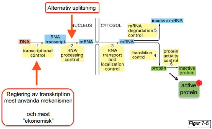 immunsystemet. Kärnreceptorer och genreglering.