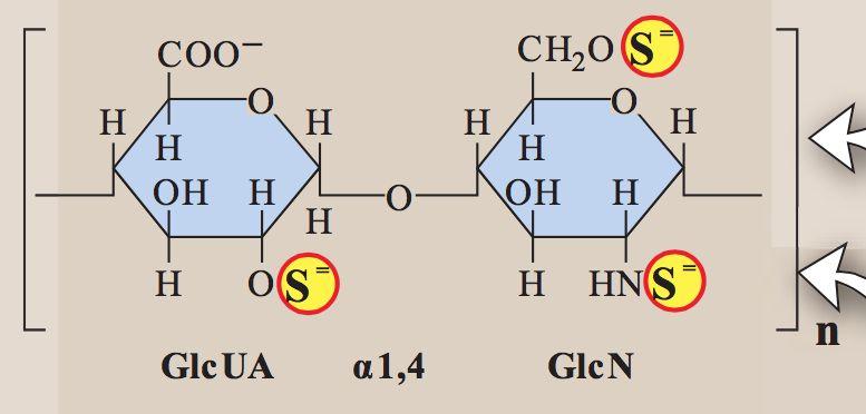 Analysera betydelsen av att ett socker i linjär form, kan utsättas för en nukleofil attack En nukleofil attack leder till en ringslutning av sockret vilket är den form de främst är i.