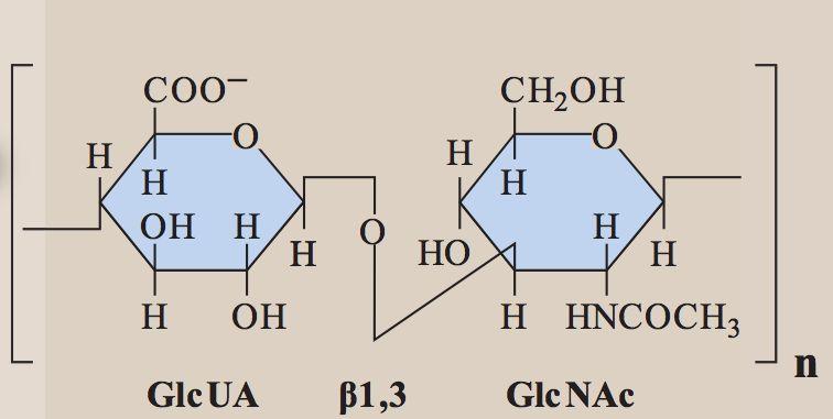 S1: Heteroglykanerna heparin och hyaluronsyra principiella uppbyggnad (ej formler), förekomst och funktion. TYP AV GAG! Heparin Disackarid enhet : Glukosamin & Glukuronsyra eller Iduronsyra.