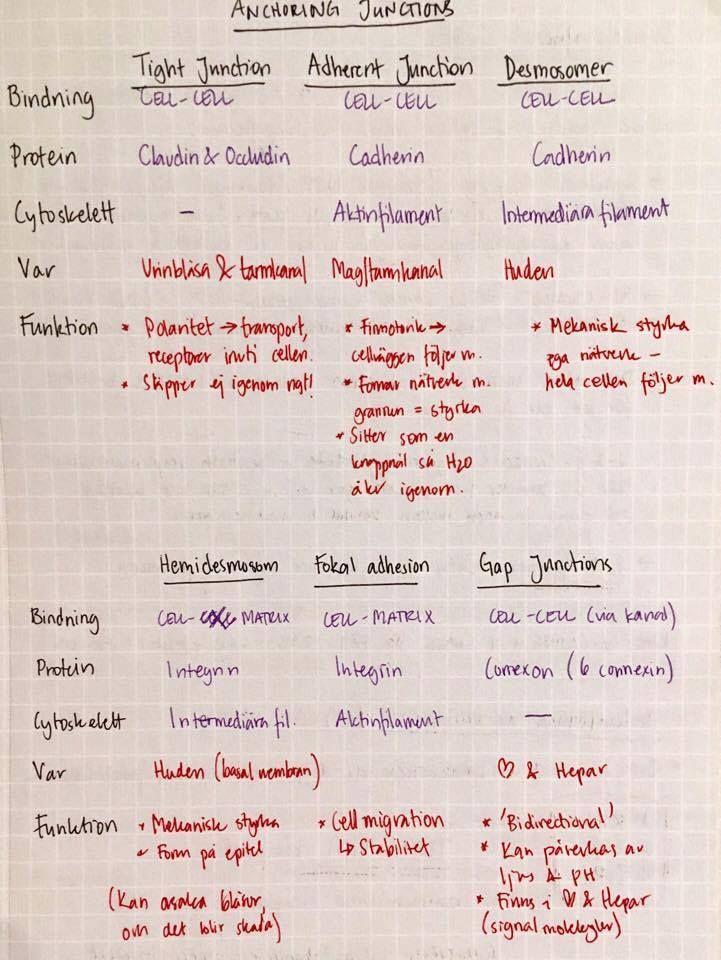 Cell-cell interaktioner