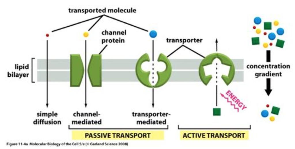 CELLENS INTERNA STRUKTUR, BIOMEMBRANSTRUKTUR Transporten av små molekyler genom passiv- och faciliterad diffusion samt för principen för transporten genom