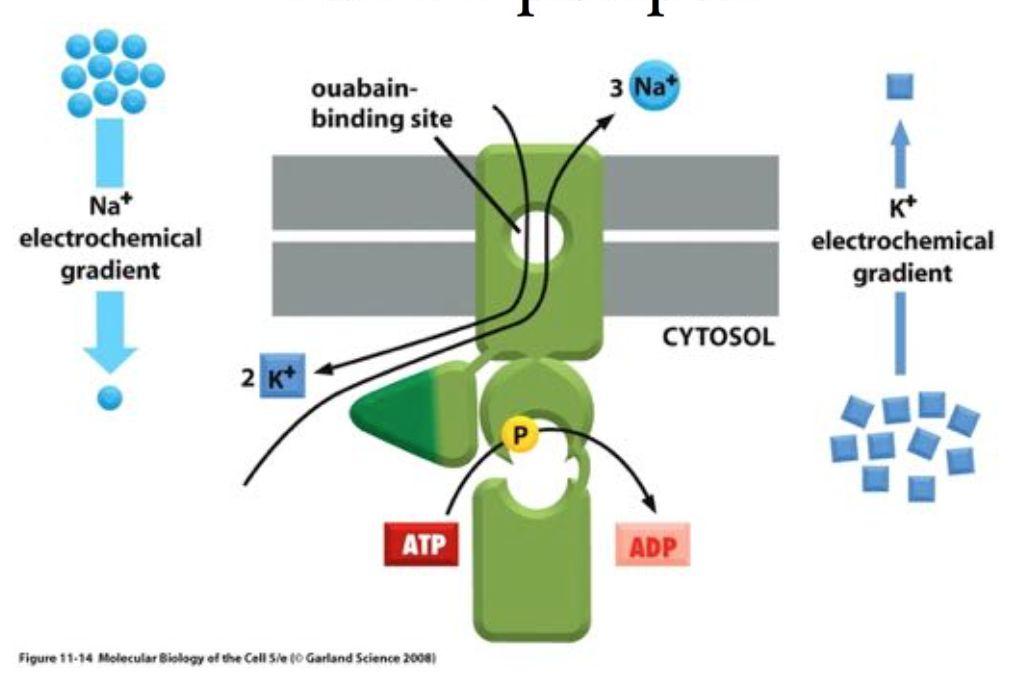 Öppningsmekanismer för jonkanaler är spänning, ligandbindning (extra och intra cellulärt) och mekanisk öppning och stängning.