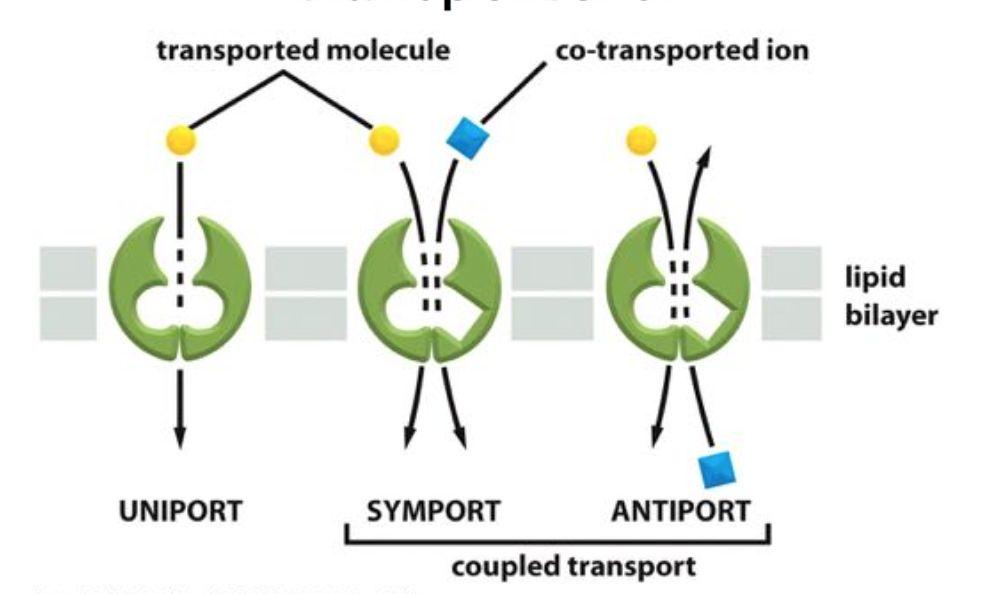 Begreppen symport, uniport och antiport. Sköts mha transportprotein (det gröna) Förankringen och mobiliteten av proteiner i membranets lipidlager. 1.